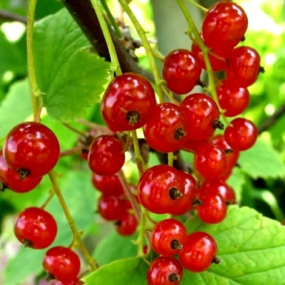 Смородина красная КОРАЛЛОВАЯ в Сургуте