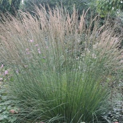 Молиния ХАЙДЕБРАУТ голубая в Сургуте