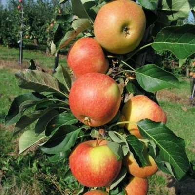 Яблоня ВОСТОРГ колонновидная в Сургуте