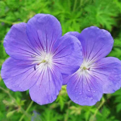 Герань БРУКСАЙД гибридная в Сургуте