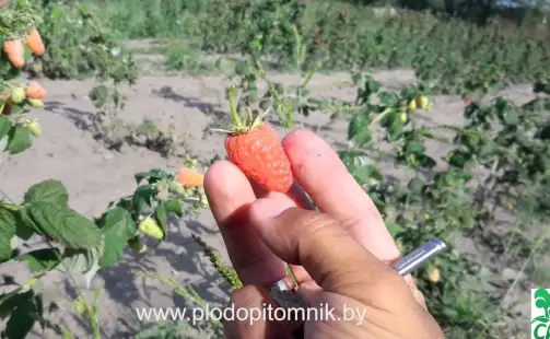 Превью видео