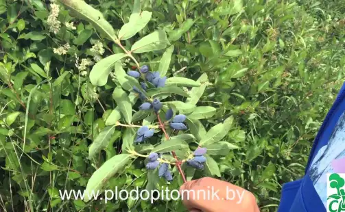 Превью видео