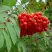 Рябина ОБЫКНОВЕННАЯ в Сургуте
