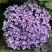 Гортензия АИША крупнолистная  в Сургуте