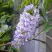Глициния макростахия БЛЮ МУН в Сургуте