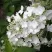 Гортензия ПРИМ ВАЙТ метельчатая в Сургуте