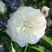Роза АЛАБАСТЕР флорибунда в Сургуте