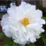 Пион БЕЛЫЙ НЕФРИТ древовидный в Сургуте