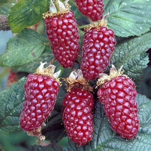 Ежемалина ТАЙБЕРРИ  Ежемалина ТАЙБЕРРИ в Сургуте