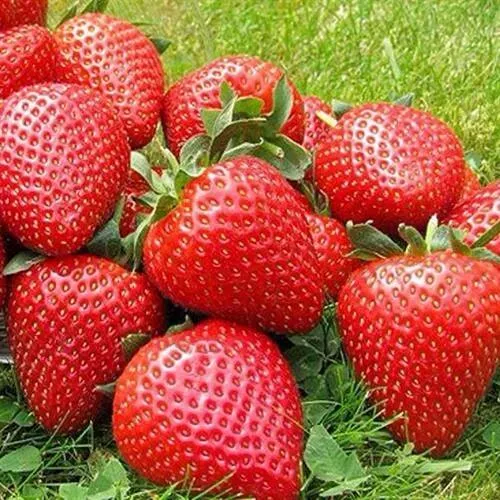 Клубника ЭЛИАНЕ в Сургуте