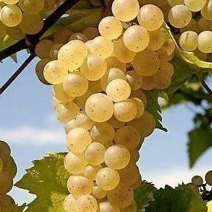 Неукрывные сорта   Неукрывные сорта  в Сургуте