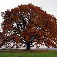 Дуб скальный  Дуб скальный в Сургуте