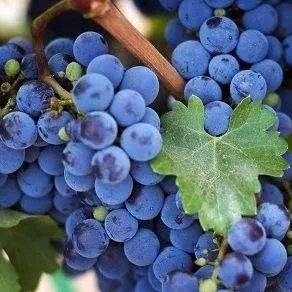 Винный   Винный  в Сургуте