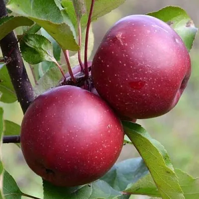 Красномясая в Сургуте