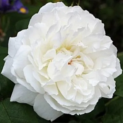 Саженцы роз ВИНЧЕСТЕР КАФЕДРАЛ английская  Саженцы роз ВИНЧЕСТЕР КАФЕДРАЛ английская в Сургуте