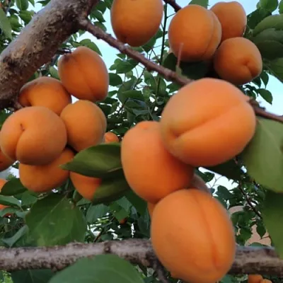 Абрикос ГОЛД РИЧ  Абрикос ГОЛД РИЧ в Сургуте