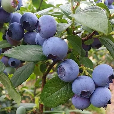 Голубика БЛЮГОЛД  Голубика БЛЮГОЛД в Сургуте