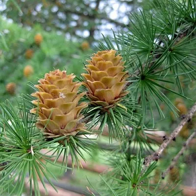 Лиственница КЕМПФЕРА  Лиственница КЕМПФЕРА в Сургуте