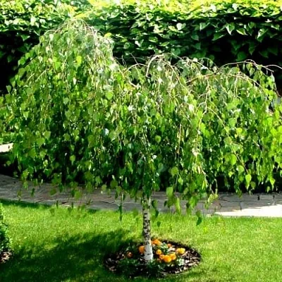 Береза в Сургуте