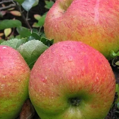 Яблоня ЯБЛОЧНЫЙ СПАС  Яблоня ЯБЛОЧНЫЙ СПАС в Сургуте