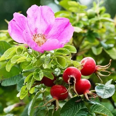 Шиповник  в Сургуте