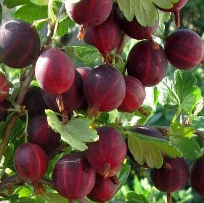 Крыжовник ХИННОМАКИ РОТ  Крыжовник ХИННОМАКИ РОТ в Сургуте