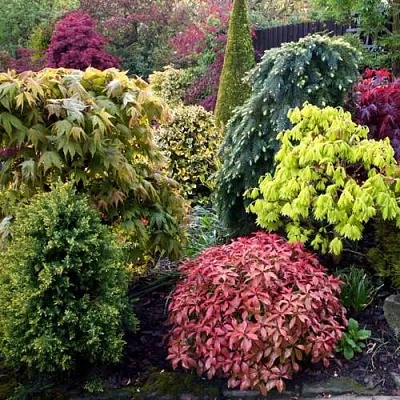 Декоративные растения в Сургуте