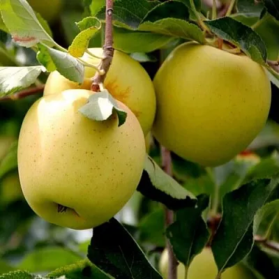 Яблоня ГОЛДЕН ВЛАДИМИРСКИЙ  Яблоня ГОЛДЕН ВЛАДИМИРСКИЙ в Сургуте