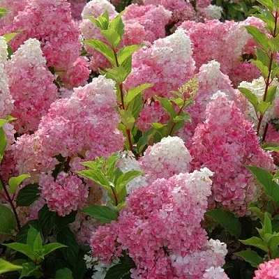 Гортензия МЕЛЬБА ФРАЙЗ метельчатая  Гортензия МЕЛЬБА ФРАЙЗ метельчатая в Сургуте