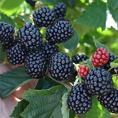 Ежевика ПОЛАР бесшипная  Ежевика ПОЛАР бесшипная в Сургуте