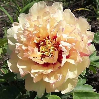 Пион КЕНАРИ БРИЛЛИАНТС ито-гибрид  Пион КЕНАРИ БРИЛЛИАНТС ито-гибрид в Сургуте