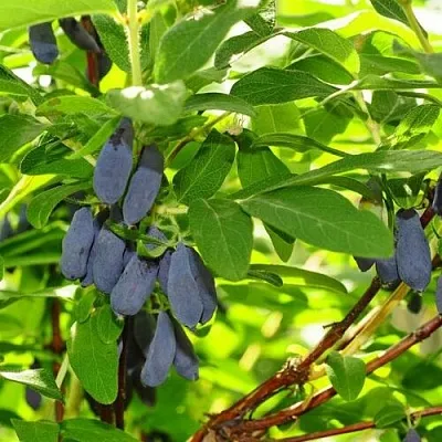 Жимолость съедобная ЛЕБЁДУШКА в Сургуте