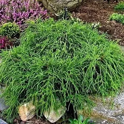 Кипарисовик ФИЛИФЕРА НАНА горохоплодный  Кипарисовик ФИЛИФЕРА НАНА горохоплодный в Сургуте