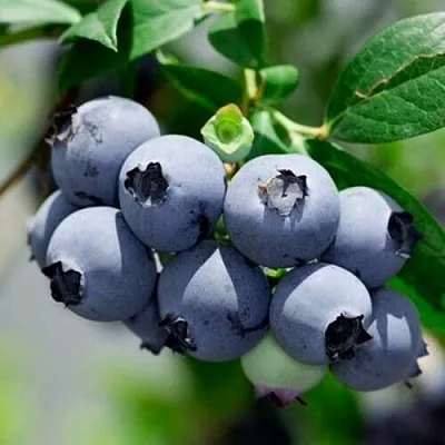 Голубика СИЕРРА  Голубика СИЕРРА в Сургуте