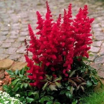 Астильба ГЛАТ Арендса — описание сорта Астильба ГЛАТ Арендса в Сургуте