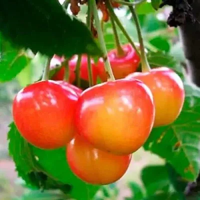 Черешня ДОНЧАНКА в Сургуте