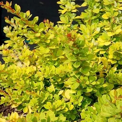 Барбарис СЕНСЕЙШЕН тунберга  Барбарис СЕНСЕЙШЕН тунберга в Сургуте