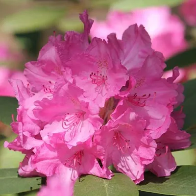 Рододендрон ЛУМИНА  Рододендрон ЛУМИНА в Сургуте