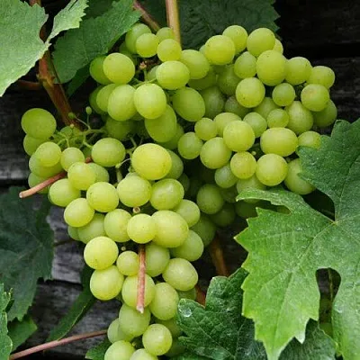 Виноград АЛЕШЕНЬКИН  Виноград АЛЕШЕНЬКИН в Сургуте