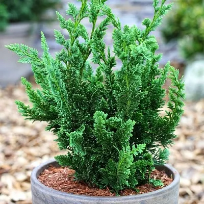 Кипарисовик ВИСЕЛЛИ лавсона  Кипарисовик ВИСЕЛЛИ лавсона в Сургуте