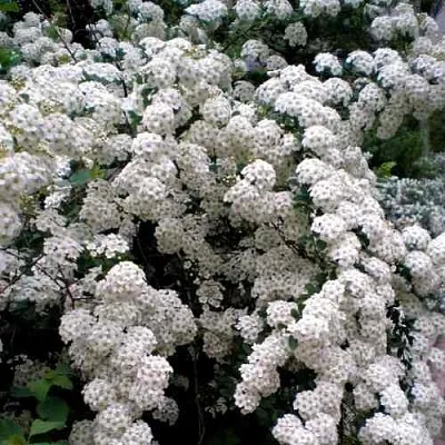 Спирея ВАНГУТТА  Спирея ВАНГУТТА в Сургуте