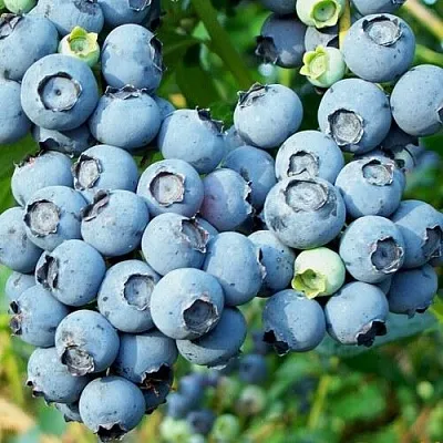 Голубика ПУРУ  Голубика ПУРУ в Сургуте