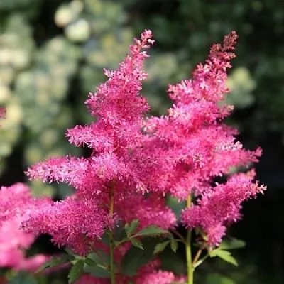 Астильба САННИ ДЕЙ гибридная  Астильба САННИ ДЕЙ гибридная в Сургуте