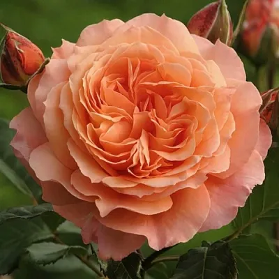 Саженцы роз БЕЛЬВЕДЕР шраб  Саженцы роз БЕЛЬВЕДЕР шраб в Сургуте