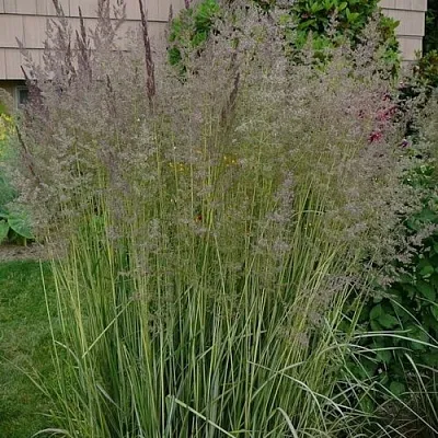 Вейник АВАЛАНШ остроцветковый  Вейник АВАЛАНШ остроцветковый в Сургуте