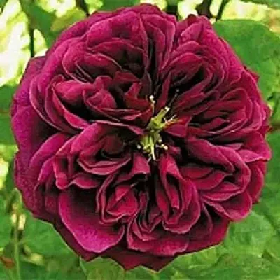 Саженцы роз ЗЕ ПРИНЦ английская  Саженцы роз ЗЕ ПРИНЦ английская в Сургуте