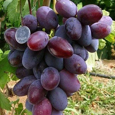 Средние сорта  Средние сорта в Сургуте