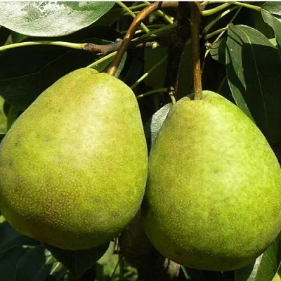 Груша ЛАГОДНАЯ в Сургуте