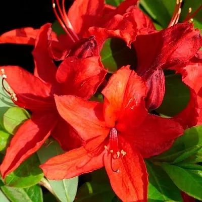 Азалия НАБУКО листопадная  Азалия НАБУКО листопадная в Сургуте