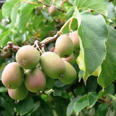 Актинидия ЛЮСИ аргута  в Сургуте